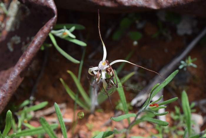 Caladenia - Orchid-spider2-Latham-Sep-2018p0005.JPG